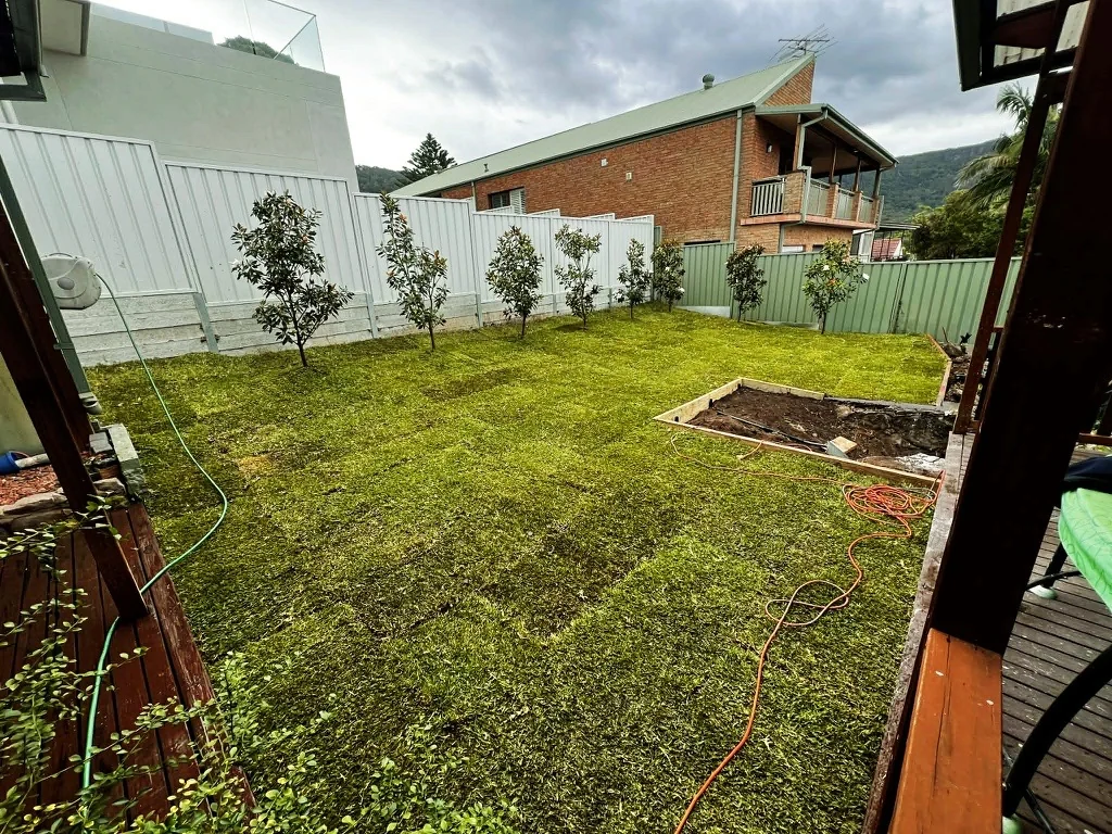 New lawn with planting along a backyard boundary
